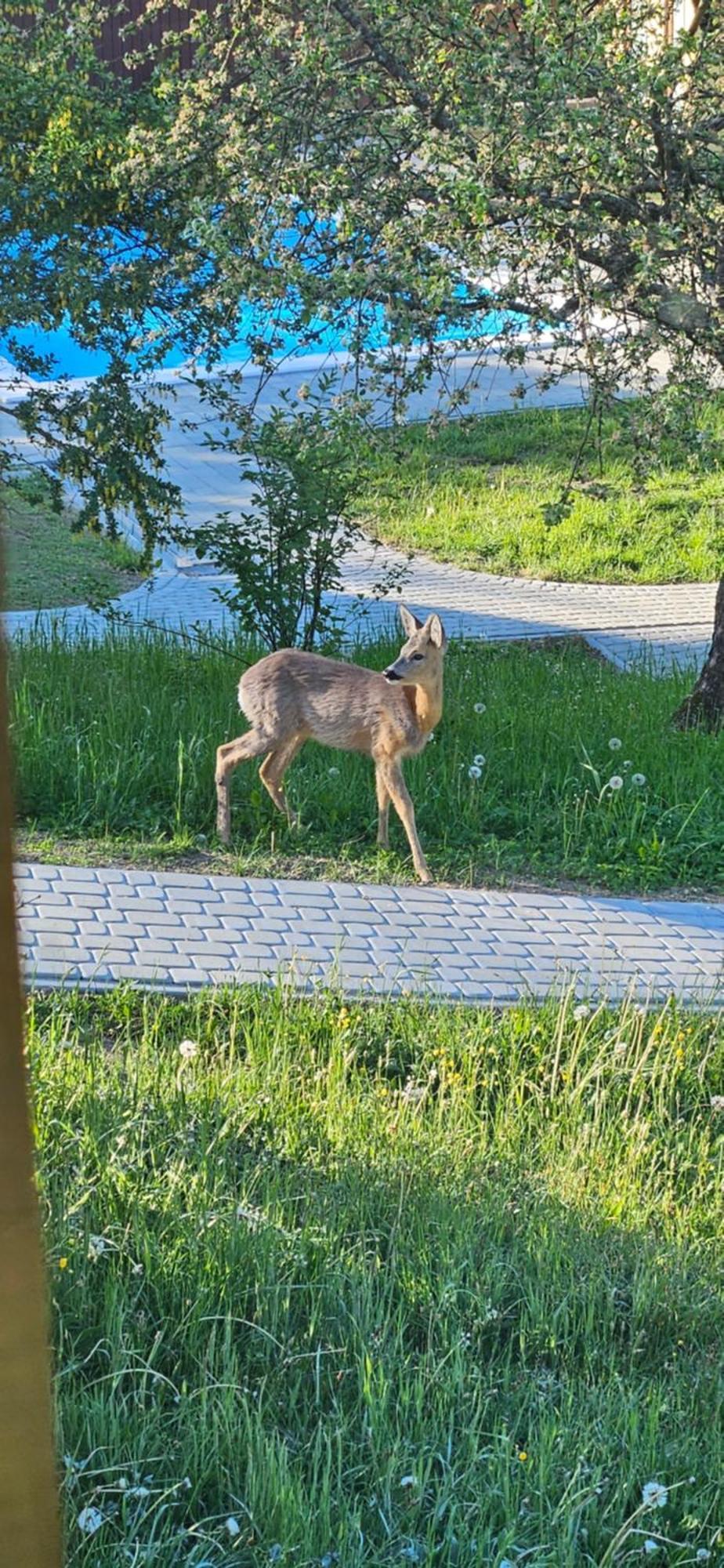 Barvy Karpat Villa Slavske Dış mekan fotoğraf