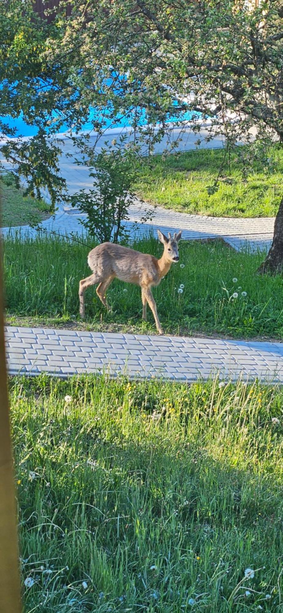 Barvy Karpat Villa Slavske Dış mekan fotoğraf